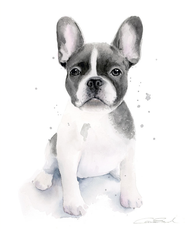 Akvarell French Bulldog av Cora Eklund