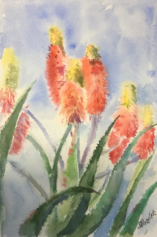 Akvarell Aloeblommor av Svitlana Vasylets