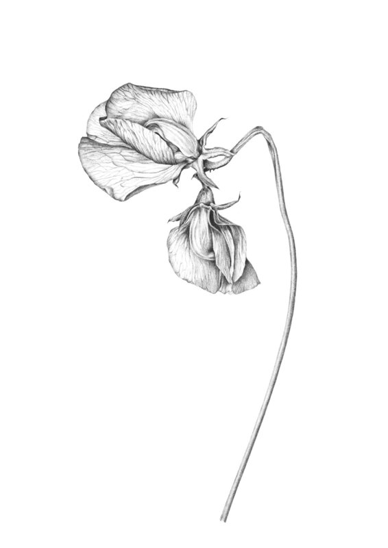 Luktärt blomma av Darya Tratsiakovich