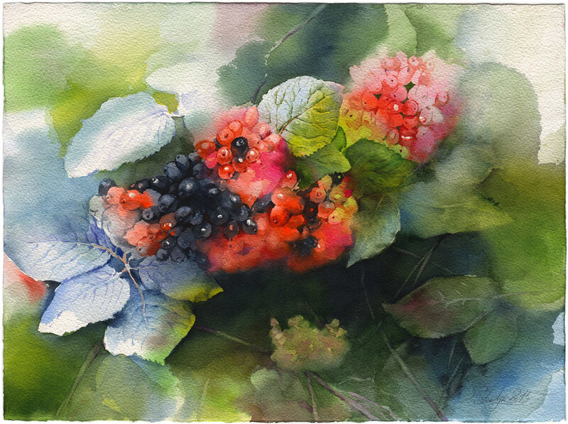 Akvarell Elderberry. Fläderbär av Olga Sternyk