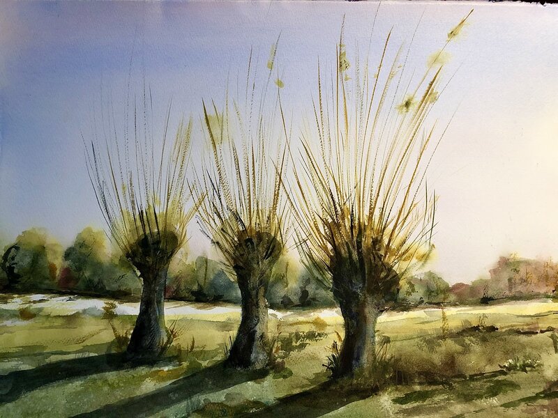Akvarell Willows av Tomas Holm