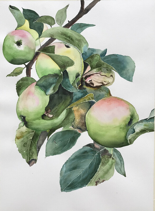 Akvarell Äppelkvist av Ewa Helzen