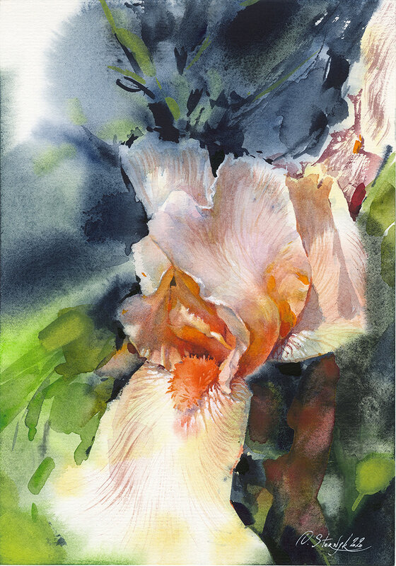 Akvarell Iris (Inramad) av Olga Sternyk