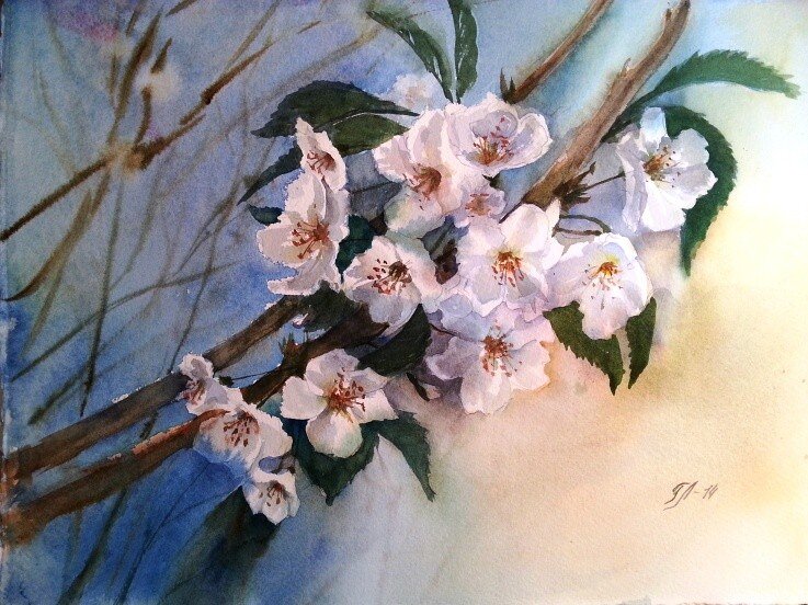 Akvarell Cherry blossom av Tanya Lundmark