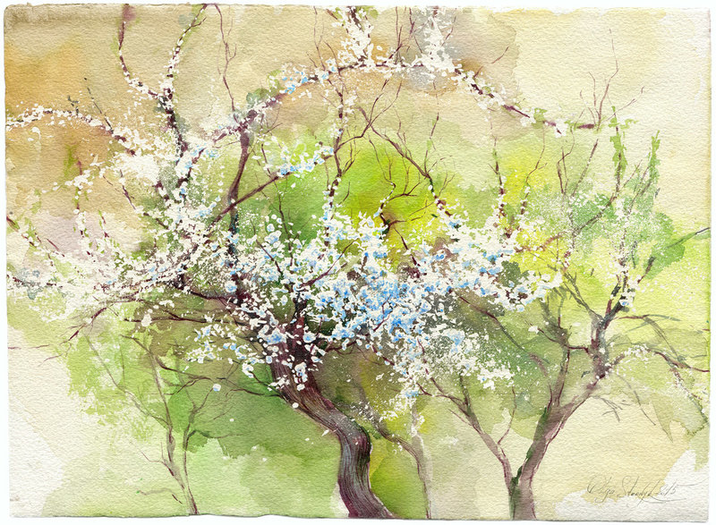 Akvarell Blommande aprikos av Olga Sternyk