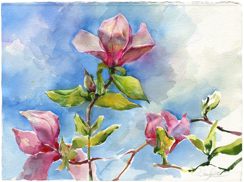 Akvarell Magnolia av Olga Sternyk
