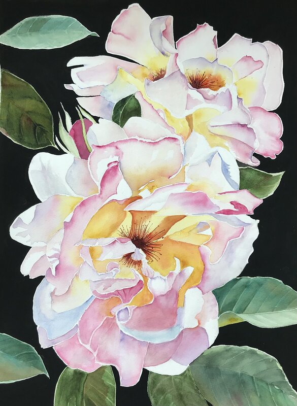 Akvarell Pink roses av Ewa Helzen