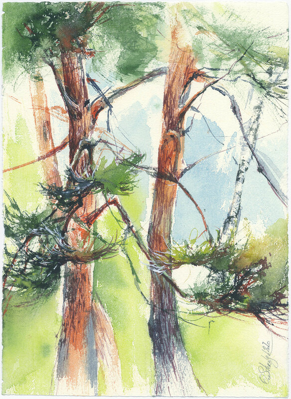 Akvarell Pines av Olga Sternyk