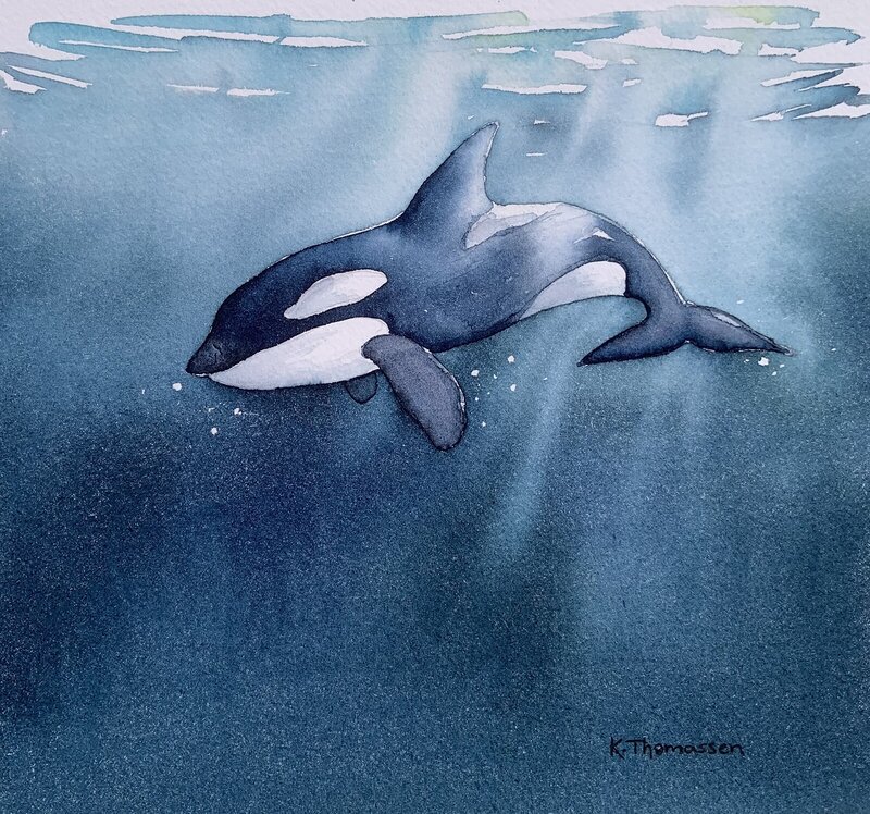 Akvarell The Orca av Katarina Thomassen