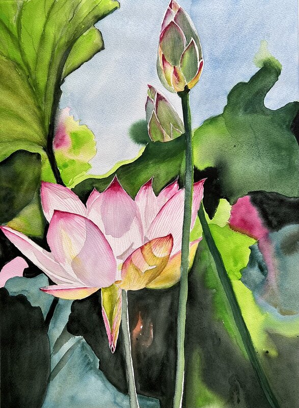 Akvarell Lotus flowers av Ewa Helzen