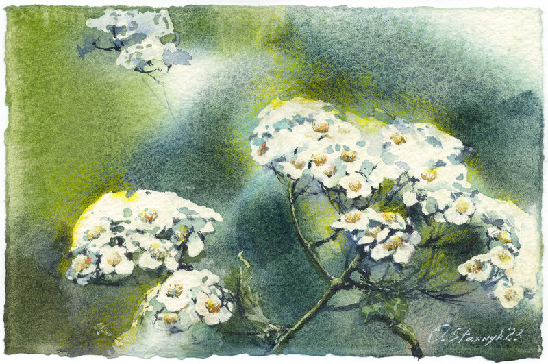 Akvarell Achillea millefolium. Yarrow (2), Olga Sternyk