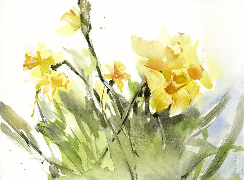 Akvarell Narcissus av Olga Sternyk