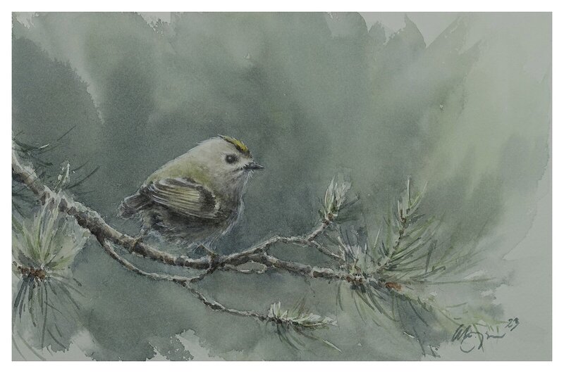 Akvarell Kungsfågel23 av Ingela Alvmyren